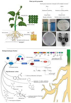 Frontiers | Plant Growth Promotion And Biocontrol By Endophytic And ...